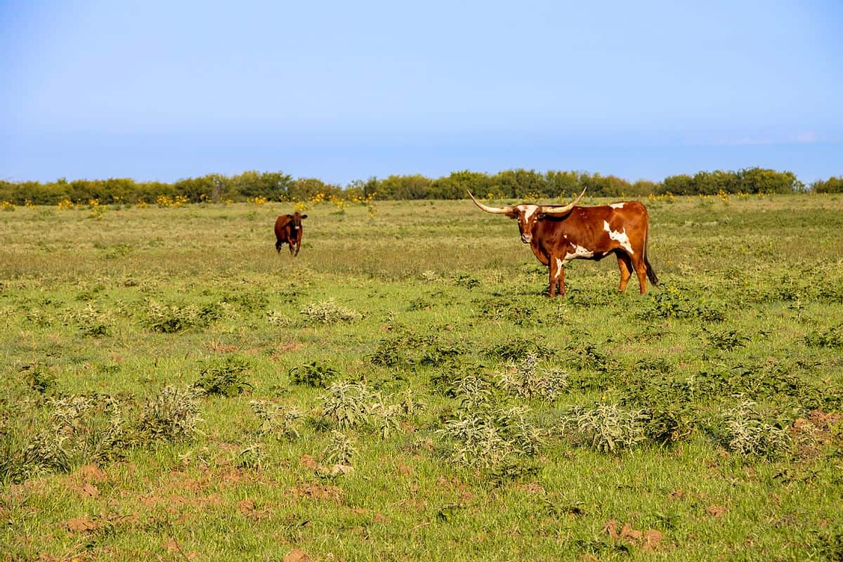 LAND AUCTION 380+/ ACRES OFFERED IN 5 TRACTS IN MCCLAIN COUNTY