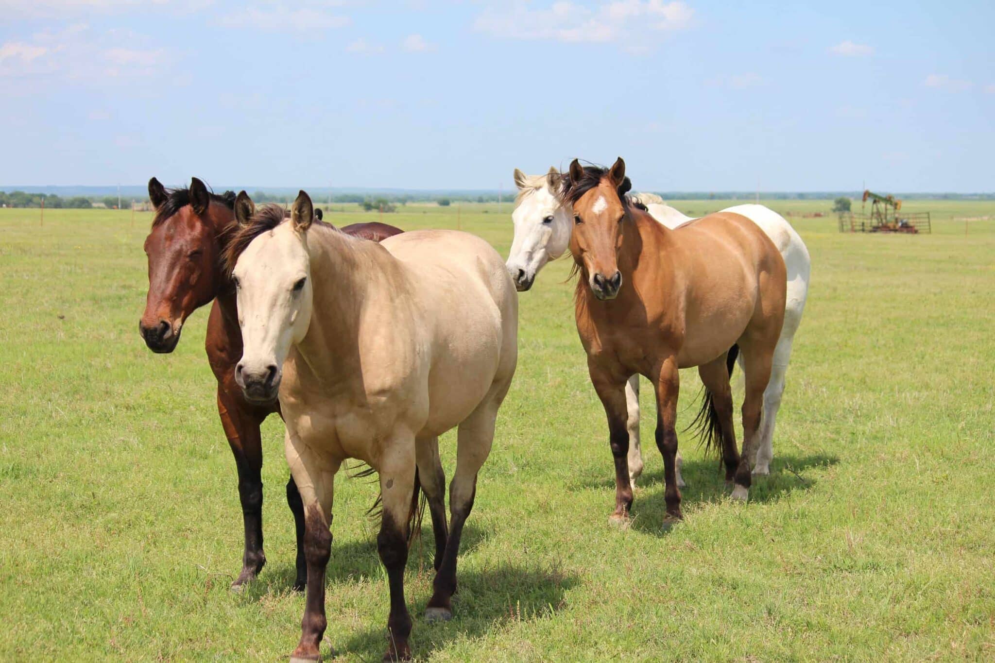 THE DILLINGHAM RANCH AN OKLAHOMA ICON 5,778 +/ ACRES IN OKMULGEE