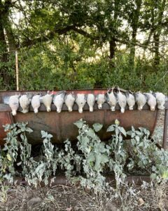 Trophy class hunting and fishing at The Floyd Ranch, Central Oklahoma