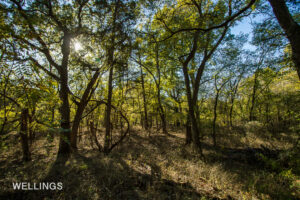 Beneath towering trees along Lost Creek bottom on Lost Creek 158