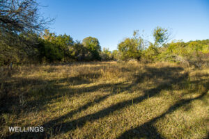 Riparian view looking toward Lost Creek through mature timber