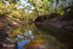 Riparian view looking toward Lost Creek through mature timber