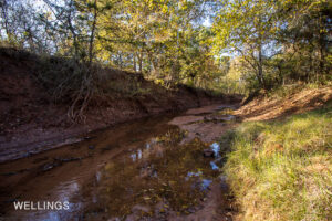 Riparian view looking toward Lost Creek through mature timber