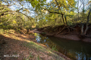 Riparian view looking toward Lost Creek through mature timber