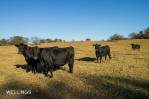 Excellent Bermuda pasture on Lost Creek ranch Perkins, OK
