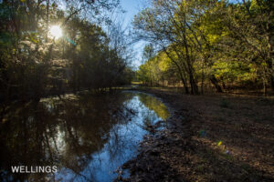 Riparian view looking toward Lost Creek through mature timber