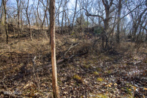 Dense wildlife cover and oak bottom along a draw at The Floyd Ranch