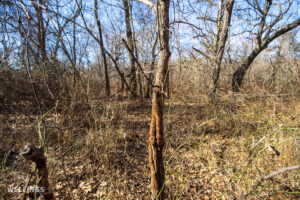 Dense wildlife cover and oak bottom along a draw at The Floyd Ranch
