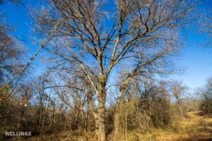 Dense wildlife cover and oak bottom along a draw at The Floyd Ranch