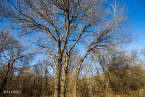 Dense wildlife cover and oak bottom along a draw at The Floyd Ranch