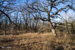 Dense wildlife cover and oak bottom along a draw at The Floyd Ranch