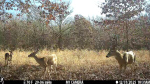 Trail camera image of whitetail deer in native cover at The Floyd Ranch