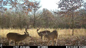 Wildlife on The Floyd Ranch native habitat captured by trail camera
