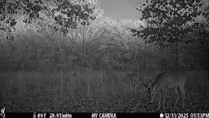 Wildlife on The Floyd Ranch native habitat captured by trail camera