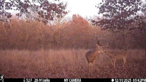 Wildlife on The Floyd Ranch native habitat captured by trail camera