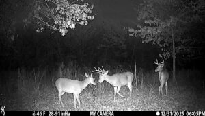 Trail camera image of whitetail deer in native cover at The Floyd Ranch