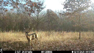 Trail camera image of whitetail deer in native cover at The Floyd Ranch